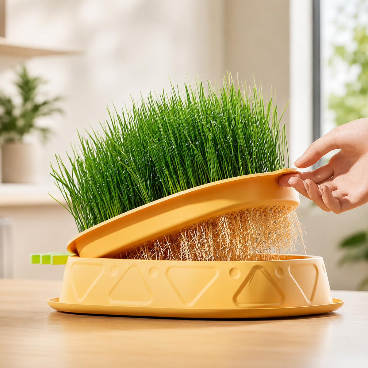 2 Pack Hydroponic Cat Grass Planter V993